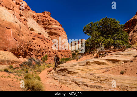 Die USA, Utah, Wayne County, Torrey Capitol Reef National Park, Cohab Canyon Stockfoto