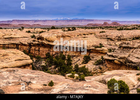 Die USA, Colorado, San Juan County, Moab, Canyonlands National Park, den Nadeln, kleine Spring Canyon, Slickrock Fuß Trail Stockfoto