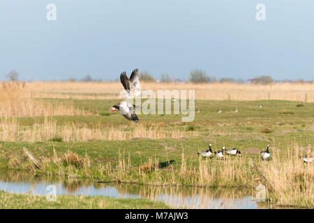 Deutschland, Niedersachsen, Ostfriesland, Krummhörn, fliegende Graugänse, Stockfoto