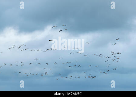 Gruppe der nonnengänse (Branta leucopsis) im Flug Stockfoto