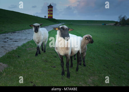 Deutschland, Niedersachsen, Ostfriesland, Krummhörn, den Leuchtturm von Pilsum, auch aus dem Film mit dem Komiker Otto Waalkes, Schafe auf dem Deich bekannt, Stockfoto