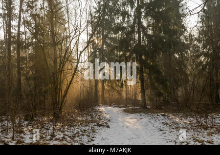 Lichtstrahlen im Winter Sonnenaufgang im leichten Nebel zwischen Bäumen Solnicki Wald - Stadt Wald von Bialystok, Polen. Stockfoto