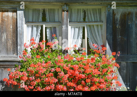 Europa, Schweiz, Appenzellerland, Ebenalp, Geranien vor dem Fenster Stockfoto