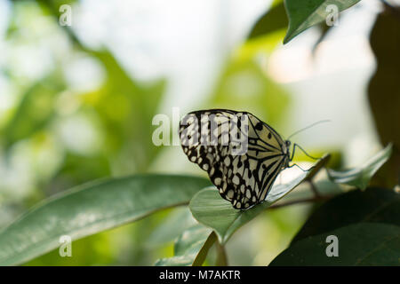 Schmetterling sitzt auf Blatt Papier Kite, Idea leuconoe Stockfoto