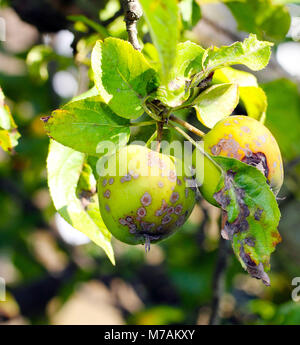 Apple scab, Obst Krankheit Stockfoto