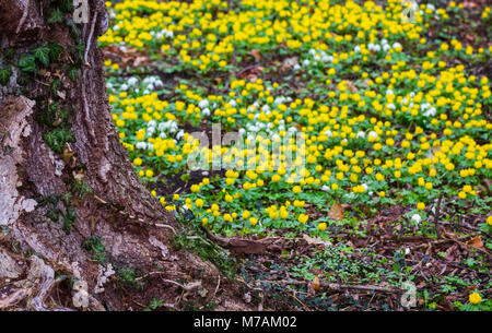 Winter aconites und Schneeglöckchen in einem Park Stockfoto