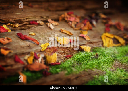 Getrocknete Rosenblätter Stockfoto