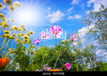 Bunte Blumen und blauer Himmel im Sommer Stockfoto