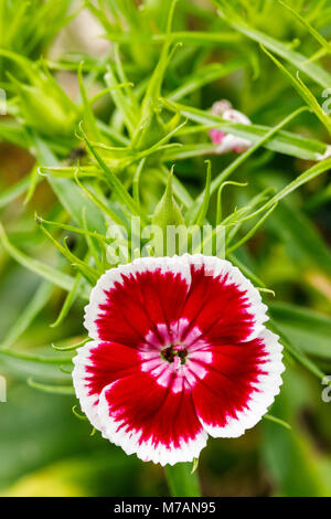 Ländliche sweet William im Garten, sweet William Dianthus barbatus Stockfoto