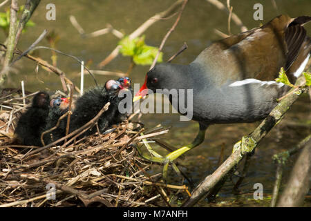 Die gemeinsame Sumpfhuhn (Gallinula chloropus), auch als Moorhuhn bekannt, Küken im Nest. Stockfoto