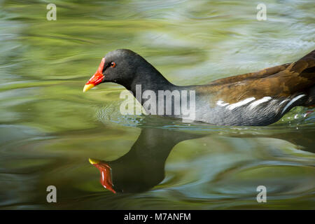 Die gemeinsame Sumpfhuhn (Gallinula chloropus), auch als Moorhuhn bekannt. Stockfoto