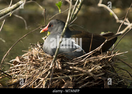 Die gemeinsame Sumpfhuhn (Gallinula chloropus), auch als das Moorhuhn bekannt, während der Zucht. Stockfoto