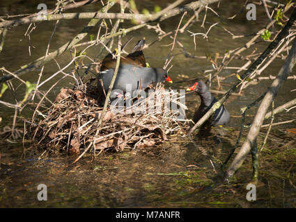 Die gemeinsame Sumpfhuhn (Gallinula chloropus), auch als Moorhuhn bekannt. Aufzucht der Küken. Stockfoto