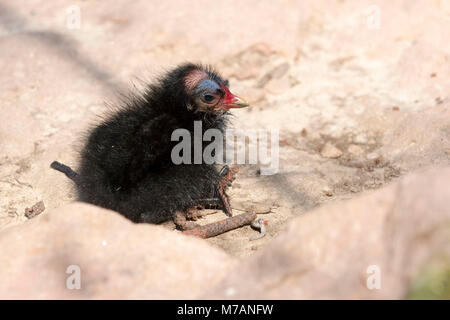 Die gemeinsame Sumpfhuhn (Gallinula chloropus), auch als Sumpfhuhn, Küken bekannt. Stockfoto