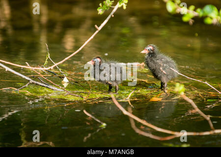 Gemeinsame Sumpfhuhn (Gallinula chloropus) Sumpfhuhn, Küken auf einen Stream. Stockfoto