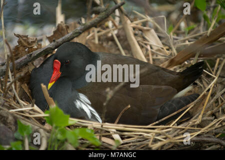 Gemeinsame Sumpfhuhn (Gallinula chloropus) Sumpfhuhn, mit Nest während Nesting Stockfoto