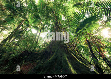 Regenwald Szene mit großen alten Baum im schönen Morgen Licht, Yunque Nationalpark, Puerto Rico, Karibik Insel, Stockfoto