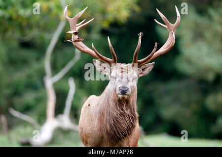 Red Deer (Cervus elaphus), Hirsche, Captive, Deutschland, Porträt, Stockfoto