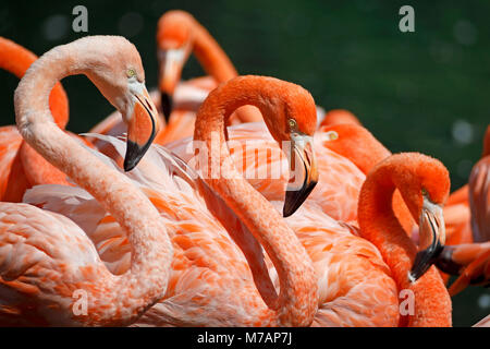 Amerikanische Flamingo (Phoenicopterus ruber), Captive, Stockfoto