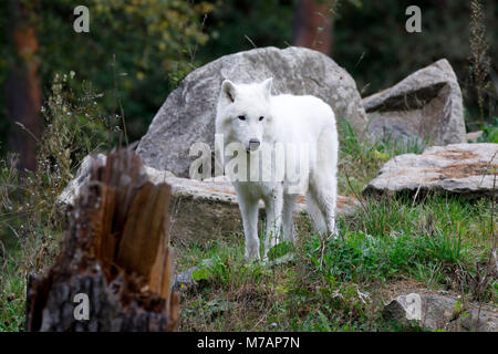 Arctic Wolf (Canis lupus arctos), Captive, Stockfoto