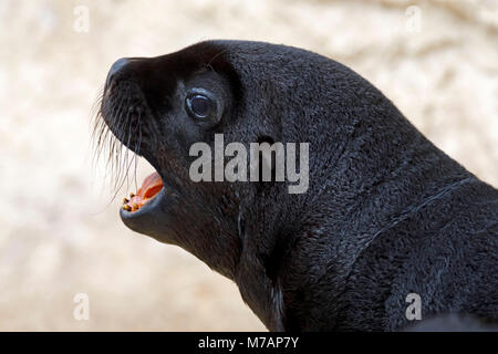 Southern sea lion, (Otaria flavescens), junge Tiere, Captive, Stockfoto