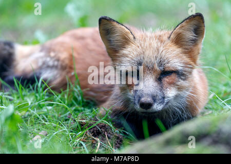 Red Fox, Fuchs (Vulpes vulpes), Captive Stockfoto