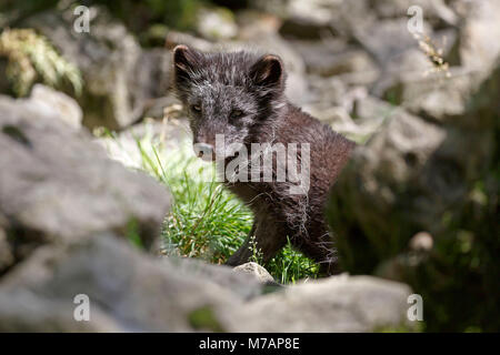 Arctic Fox, Arctic Fox, (Alopex lagopus), captive Stockfoto
