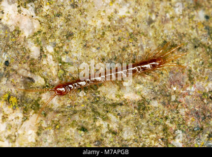 Lithobius forficatus Tausendfüßler (braun) Stockfoto