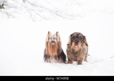 Snowy Hunde posiert in Schnee, Yorkshire Terrier und Wire-haired Dackel Portrait, Outdoor, winter Szene Stockfoto