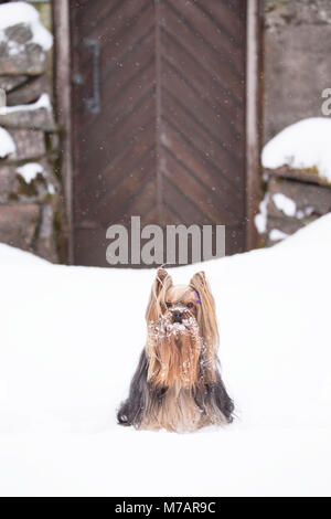 Hund Snowy Gesicht, Yorkshire Terrier Portrait, Outdoor, winter Szene Stockfoto