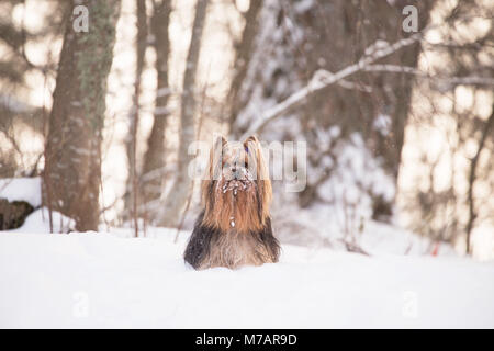 Yorkshire Terrier Portrait, Outdoor, winter Szene Stockfoto