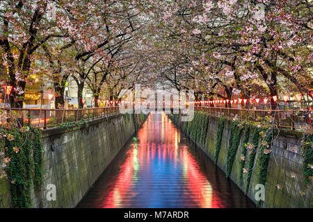 Cherry Blossom Bäume in der Nacht in Tokio, Japan. Stockfoto