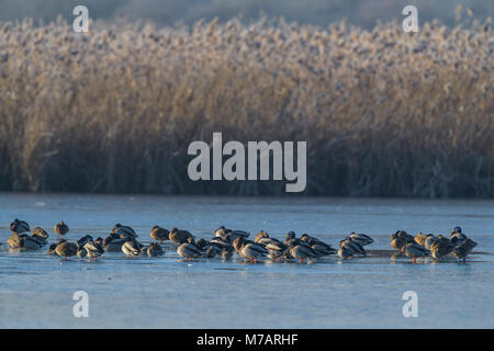 Gefrorenen See im Winter mit Stockenten, Anas platyrhynchos, Reinheimer Teich, Reinheim, Hessen, Deutschland Stockfoto