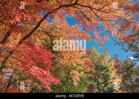 Japan, Kyoto City, Arashi Yama, Blätter im Herbst Stockfoto