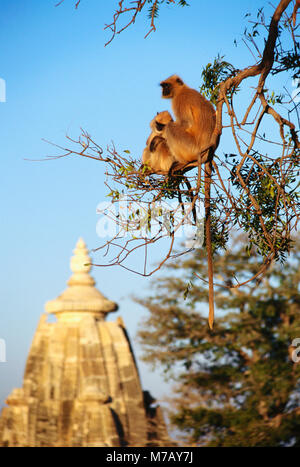 Low Angle View von zwei Affen sitzen auf Zweig vor einem Tempel, Kumbha Shyam Tempel, Chittorgarh, Rajasthan, Indien Stockfoto