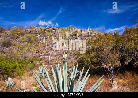 Low Angle View von Agave Pflanzen auf einem Hügel, Hierve El Agua, Oaxaca, Oaxaca, Mexiko Stockfoto