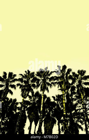 Niedrigen Winkel Blick auf Palmen Stockfoto