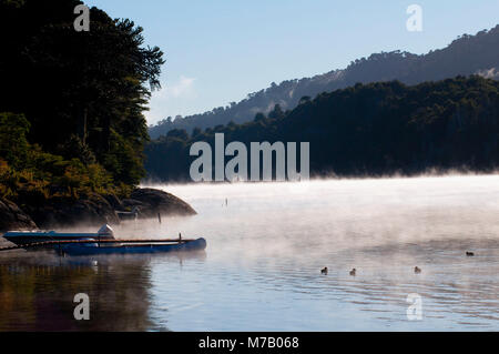 Enten und Schwalben in einem See, moquehue See, Cordillera de los Andes, Provinz Neuquen, Argentinien Stockfoto