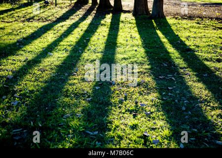 Getrocknete Blätter im Herbst mit Bäumen in einem Feld bei Sonnenaufgang Stockfoto