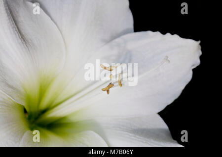 Close-up eine weiße Lilie Blume Stockfoto