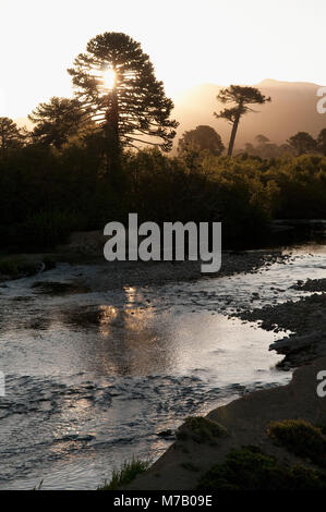 Strom, der durch einen Wald, Arroyo Quillahue, Provinz Neuquen, Argentinien Stockfoto