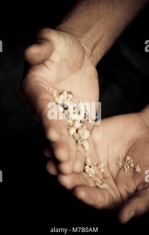 Nahaufnahmen der Hände ist eine Person, die Kaffeebohnen Stockfoto