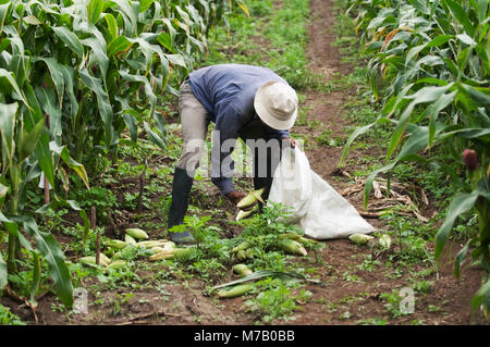 Bauer, geerntete Mais in einen Sack, Valle del Cauca, Kolumbien Stockfoto