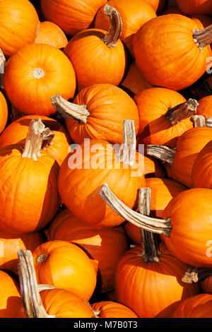 Haufen Kürbisse in einer Farm Stockfoto