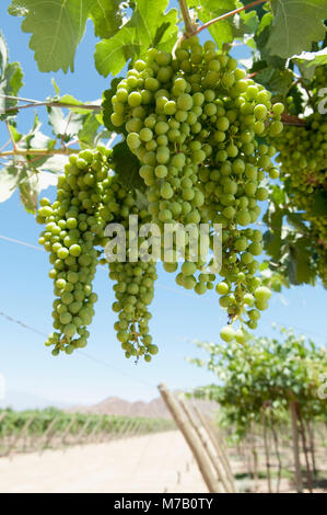 Trauben hängen von einem Weinstock, Fatima Tal, Chilecito, La Rioja Provinz, Argentinien Stockfoto