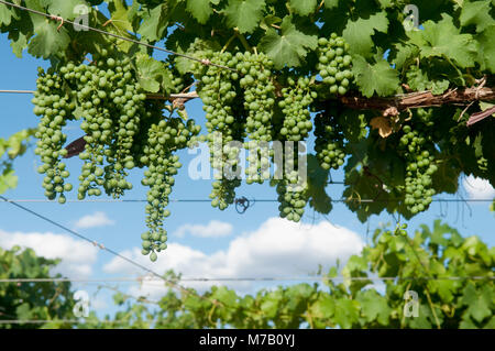 Trauben hängen von einem Weinstock, Fatima Tal, Chilecito, La Rioja Provinz, Argentinien Stockfoto