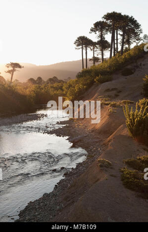 Strom, der durch einen Wald, Arroyo Quillahue, Provinz Neuquen, Argentinien Stockfoto