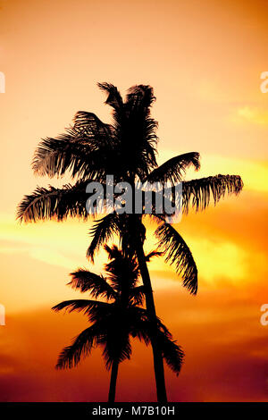 Silhouette von Palmen am Strand bei Sonnenuntergang, Miami Beach, Florida, USA Stockfoto