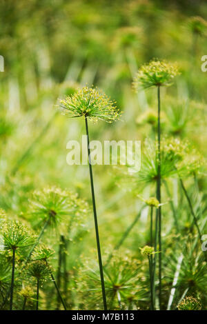 Nahaufnahme der Cyperus papyrus Blumen Stockfoto