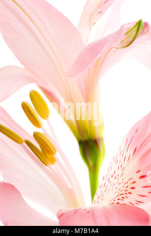 Nahaufnahme von rosa Blüten Stockfoto